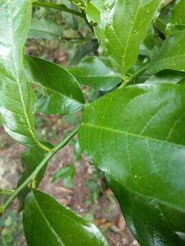 Image of Capparis henryi Matsum.