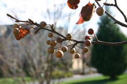 Plancia ëd Pyrus calleryana Decne.