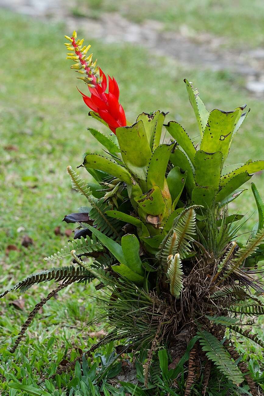 Image of Aechmea nudicaulis var. nudicaulis