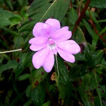 Image of Broad-petaled Balsam