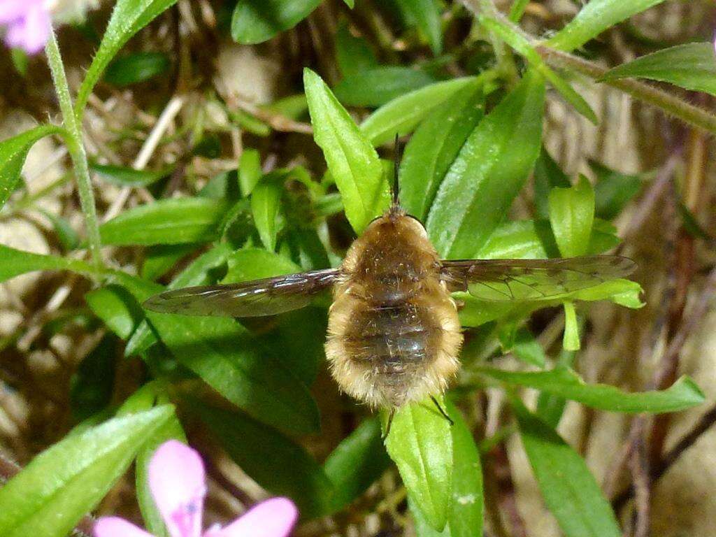 Image of Bombylius medius Linnaeus 1758