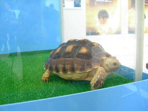 Image of spurred tortoise