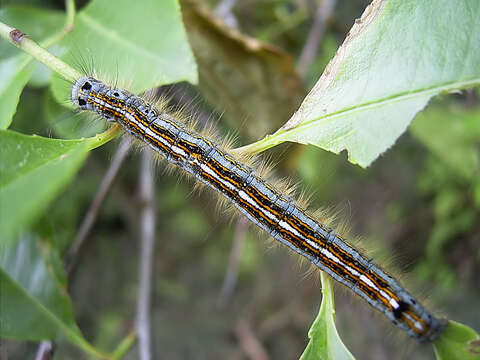 Image of lackey moth