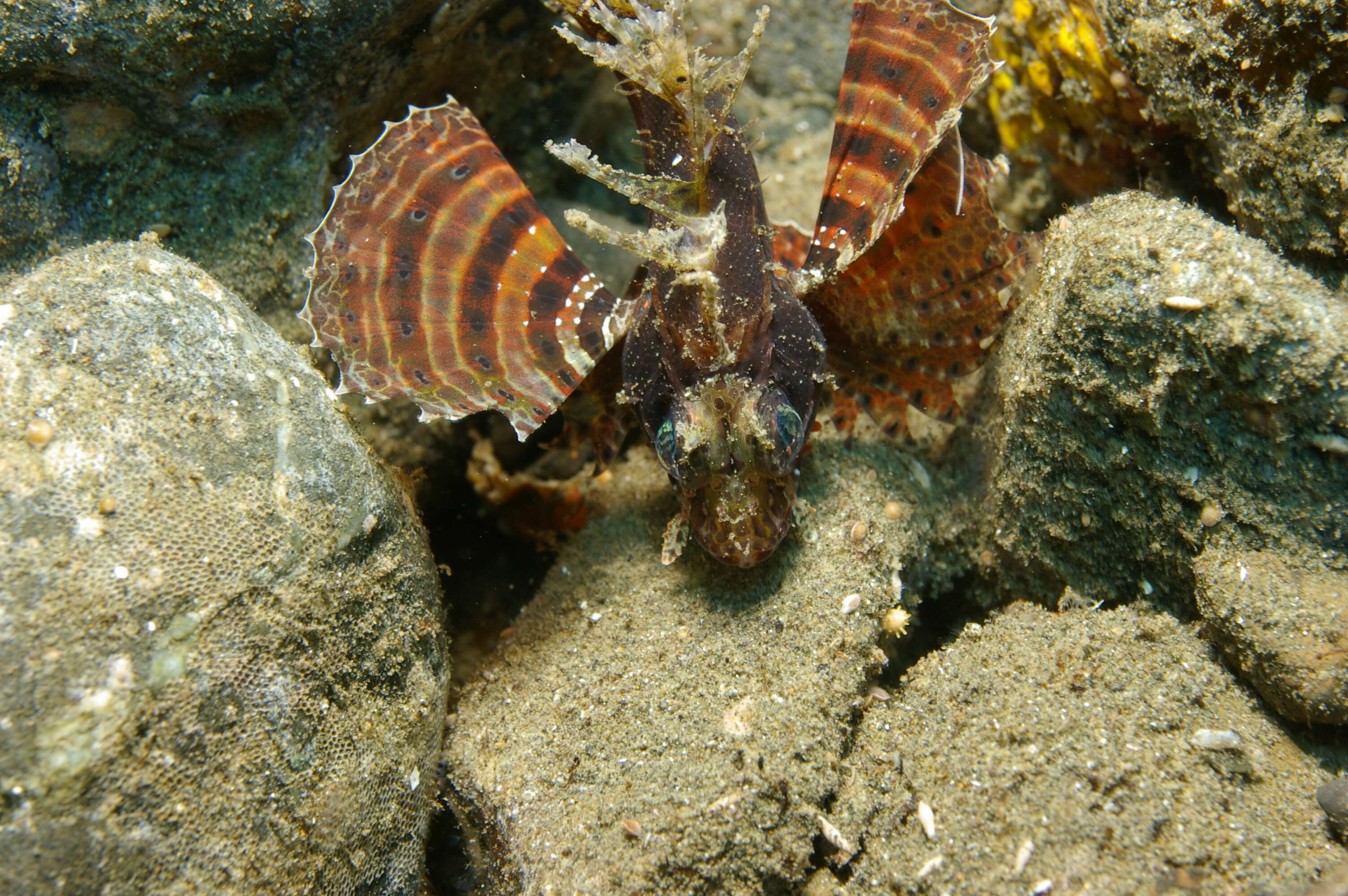 Image of Dwarf lionfish