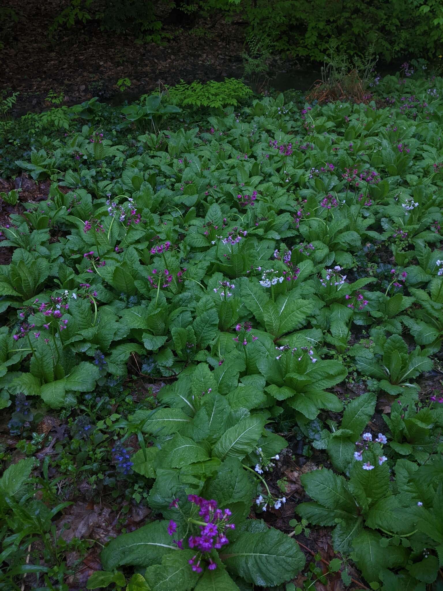 Primula japonica A. Gray resmi