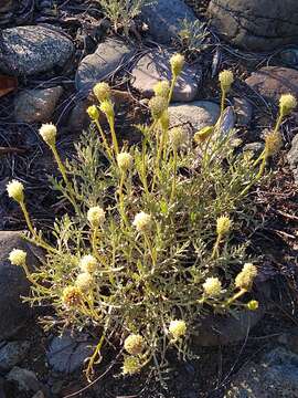 Image of Shasta chaenactis