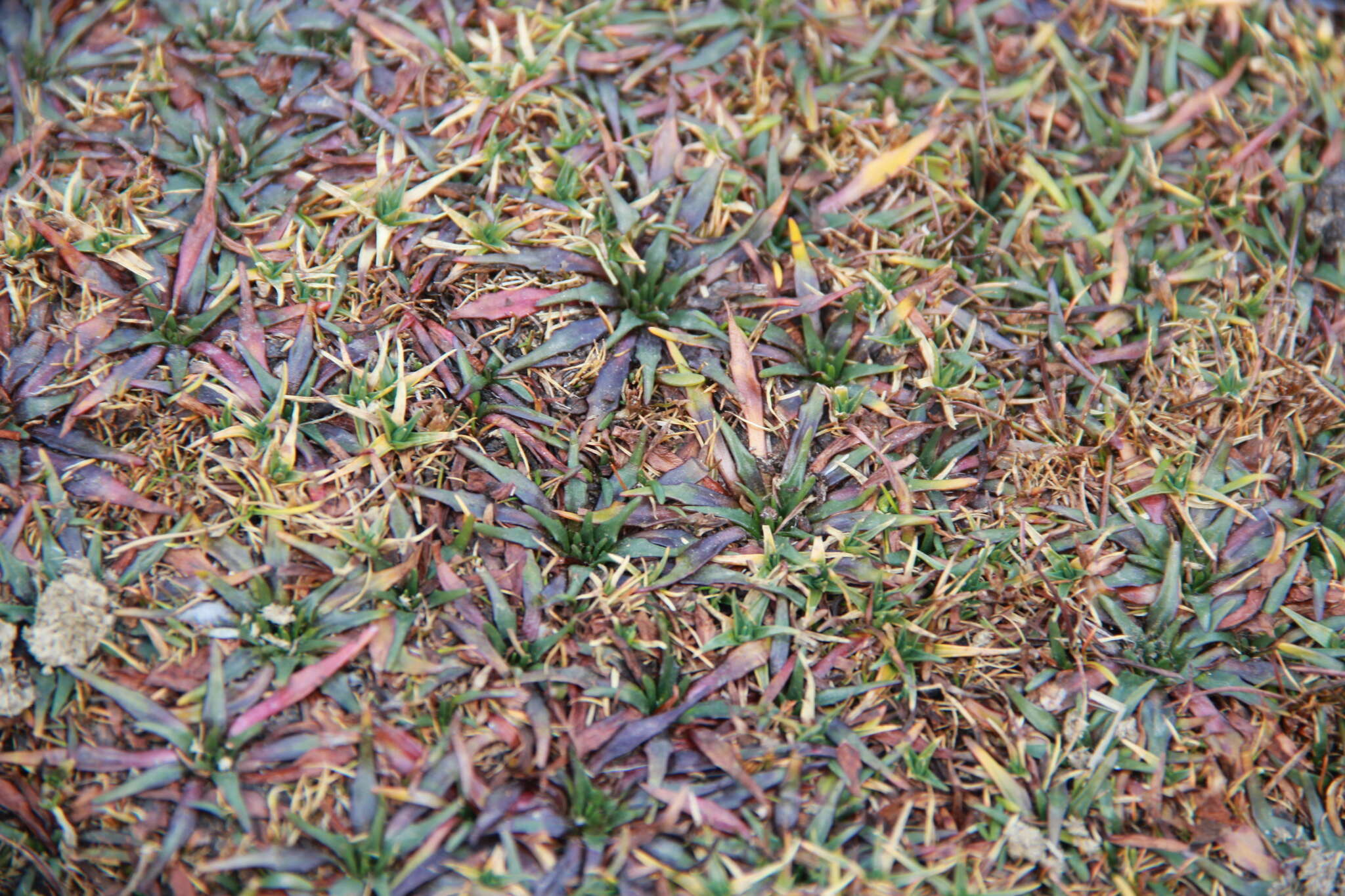 Plancia ëd Plantago tubulosa Decne.