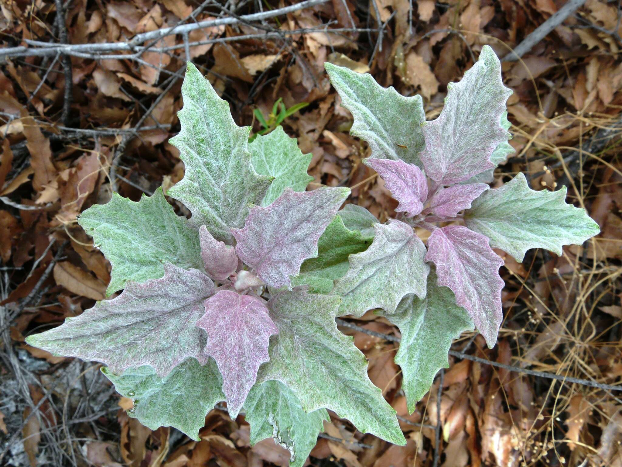 Plancia ëd Pittocaulon velatum (Greenm.) H. Rob. & Brettell