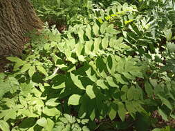 Image of Polygonatum orientale Desf.