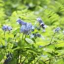 Sivun Hydrangea serrata (Thunb.) Ser. kuva