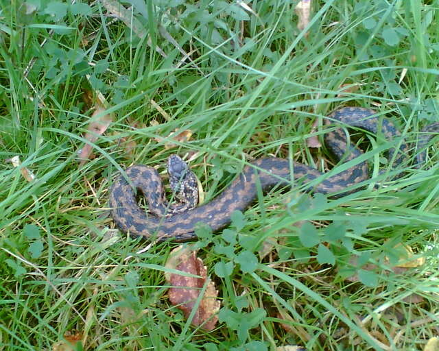 Image of Adder