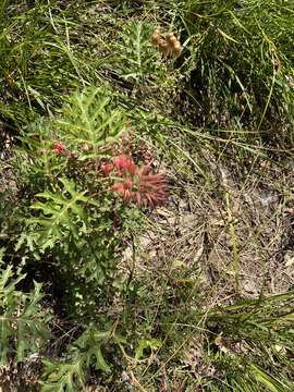 Image of Fuchsia grevillea