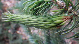 Image of Pineus (Pineodes) pinifoliae (Fitch 1858)