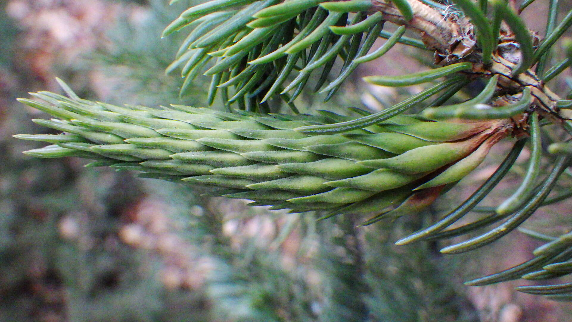 Слика од Pineus (Pineodes) pinifoliae (Fitch 1858)