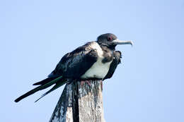 Image of Lesser Frigatebird