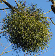 Image of European mistletoe