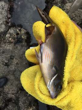 Image of Striped sea perch