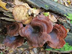 Image of black-footed polypore