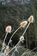 Image of Dipsacus fullonum