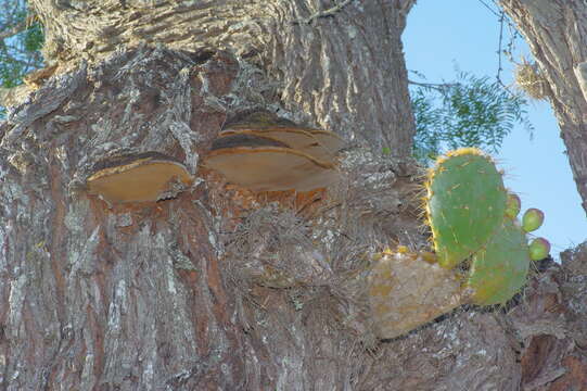 Image of Phellinus badius (Cooke) G. Cunn. 1965