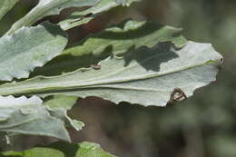 Image of African daisy