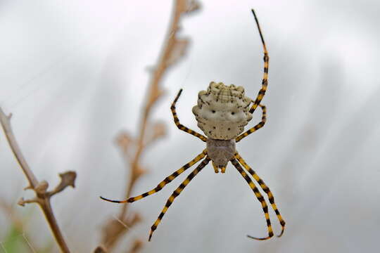 Image of Argiope lobata (Pallas 1772)