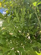 Image of Burmese fishtail palm