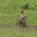 Image of Bobak Marmot