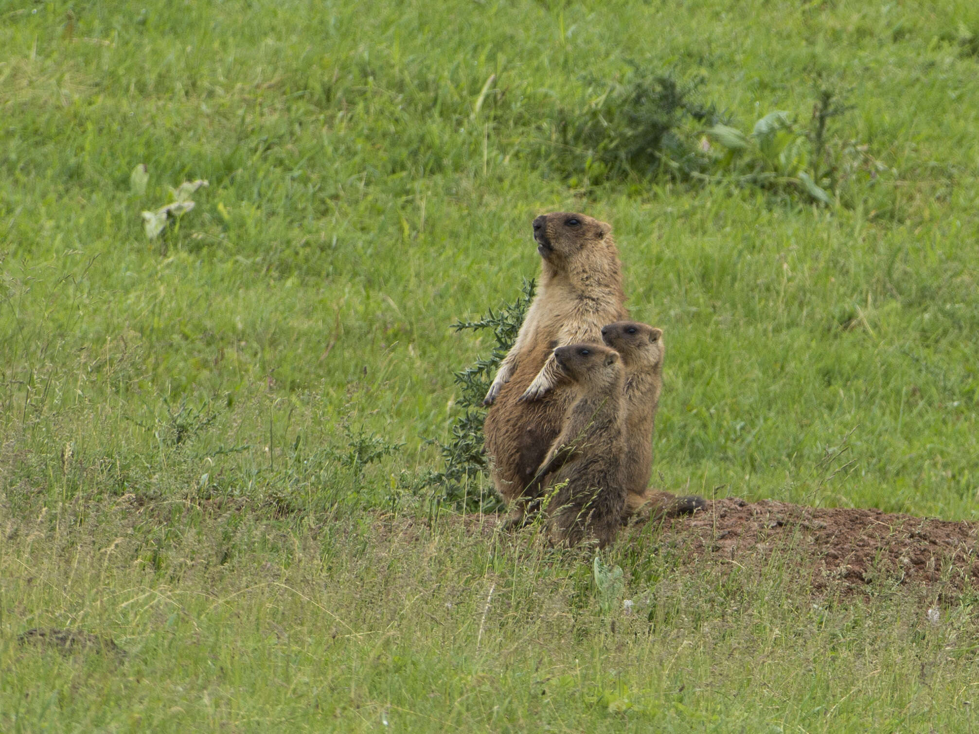 Image of Bobak Marmot