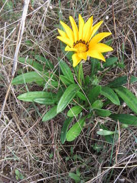 Image of Gazania pectinata (Thunb.) Hartweg