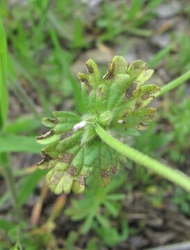 Слика од Peronospora lamii