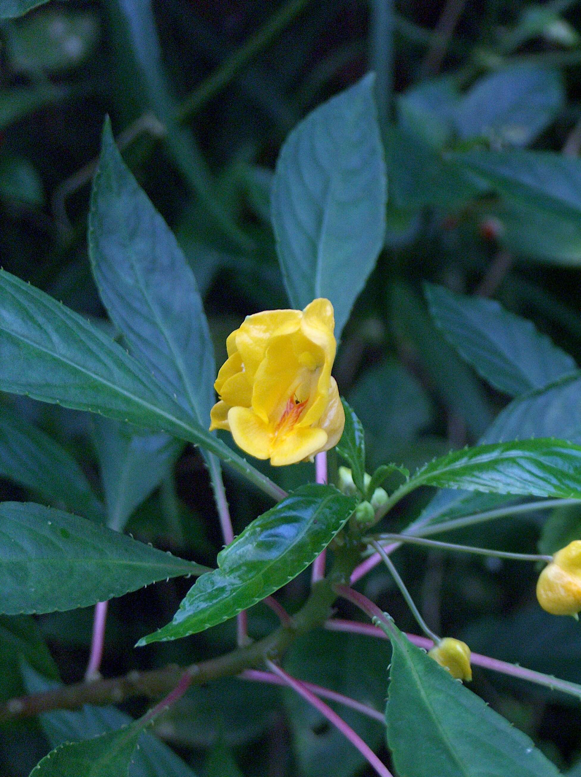 Image of Impatiens auricoma Baill.