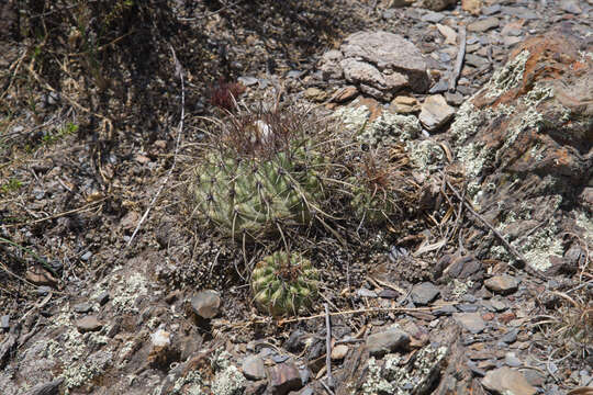 Image of Parodia maassii (Heese) A. Berger