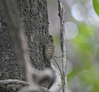 Image of Chlorocysta suffusa (Distant 1907)