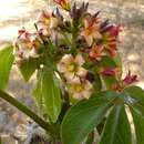 Image of Jatropha macrocarpa Griseb.