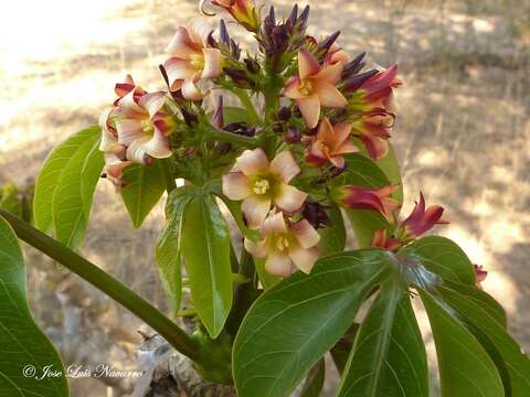 Слика од Jatropha macrocarpa Griseb.