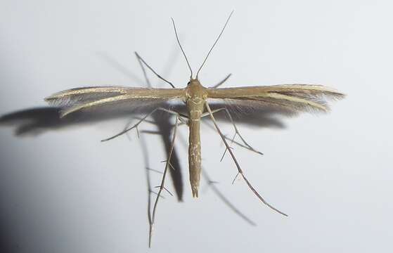 Image of <i>Pterophorus innotatalis</i>