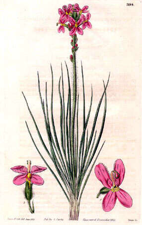 Sivun Stylidium kuva