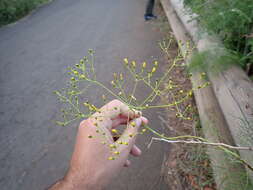 Image of Sonchus leptocephalus Cass.