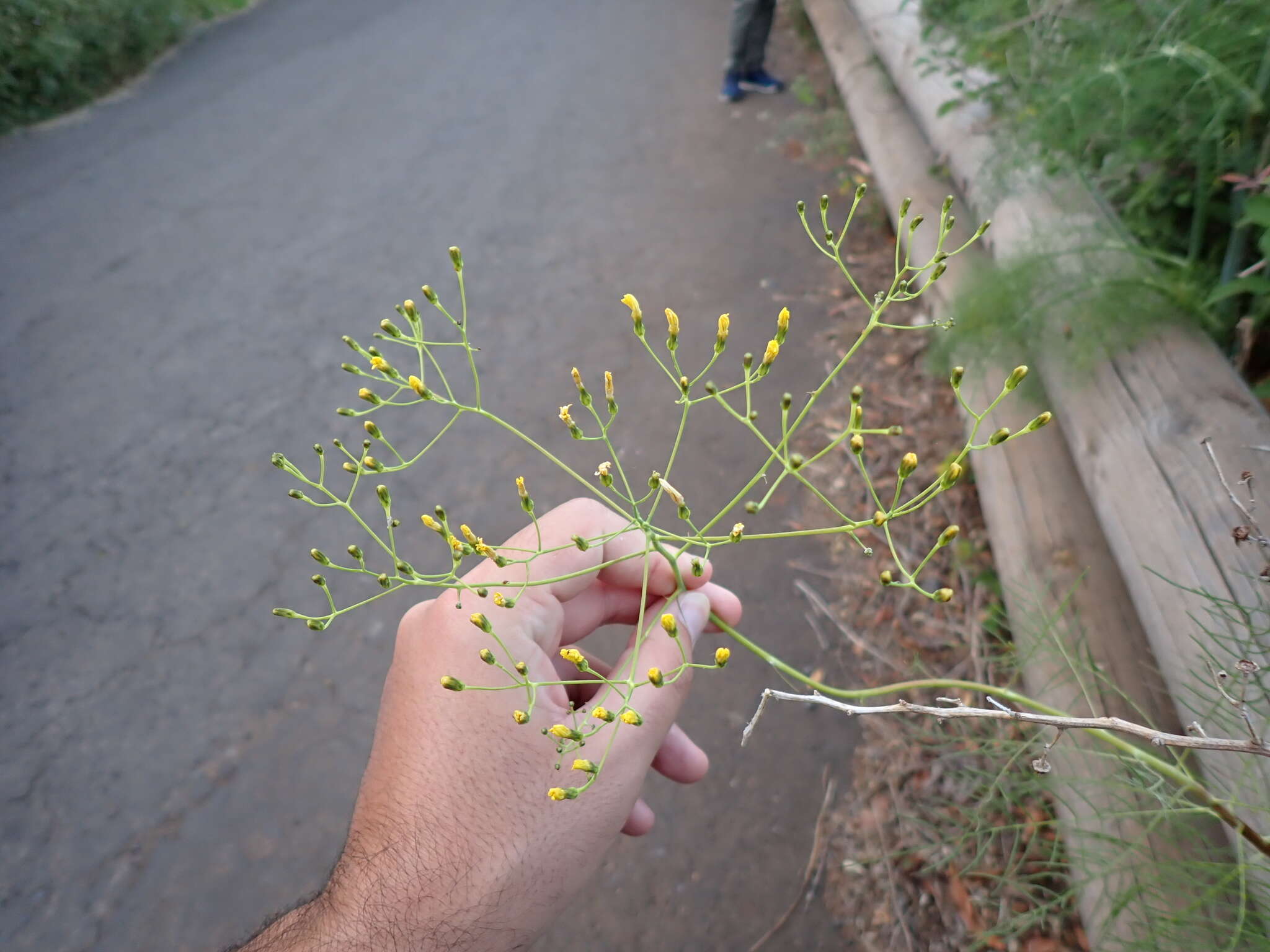 Image de Sonchus leptocephalus Cass.