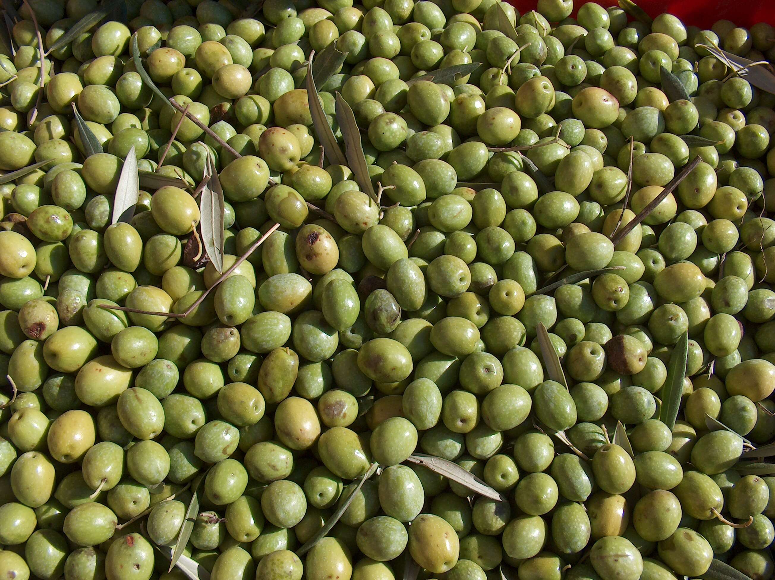 Plancia ëd Olea europaea L.