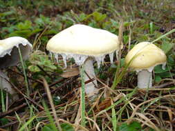 Image of Stropharia ambigua (Peck) Zeller 1914