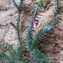 Imagem de Epacris reclinata A. Cunn. ex Benth.