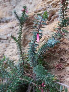 Image de Epacris reclinata A. Cunn. ex Benth.