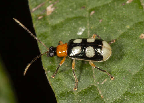 Image of Diabrotica waltersi