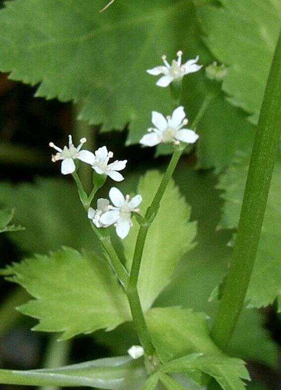 Image of Japanese honewort