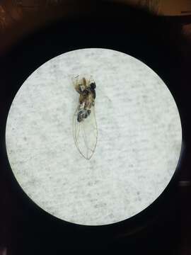 Bactericera dorsalis (Crawford 1914) resmi