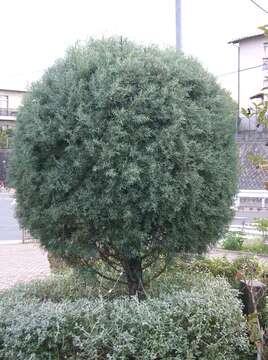 Cupressus arizonica var. glabra (Sudw.) Little resmi