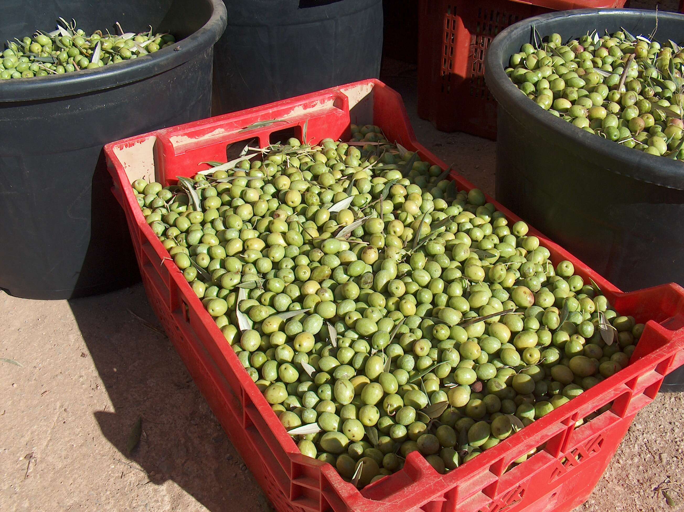 Image of olive tree