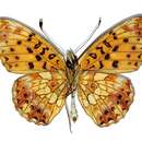 Plancia ëd Boloria selenis (Eversmann 1837)